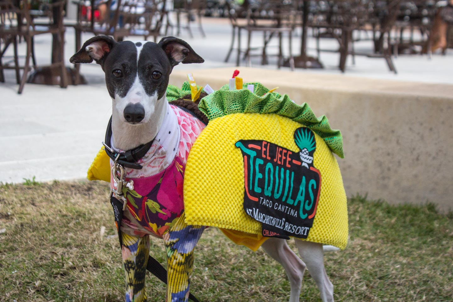 Dog wearing an El Jefe Tequilas sweater shaped like a taco at the at the Pets on the Promenade 2021 event.